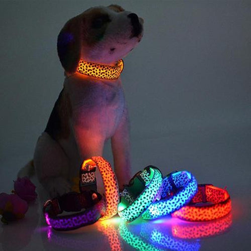 Bright Glow LED Dog Collar – Safe Night Walks